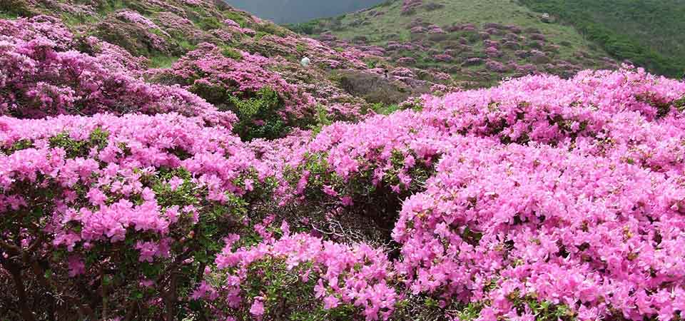 Bhutan is home to 45 endemic species of Rhododendron