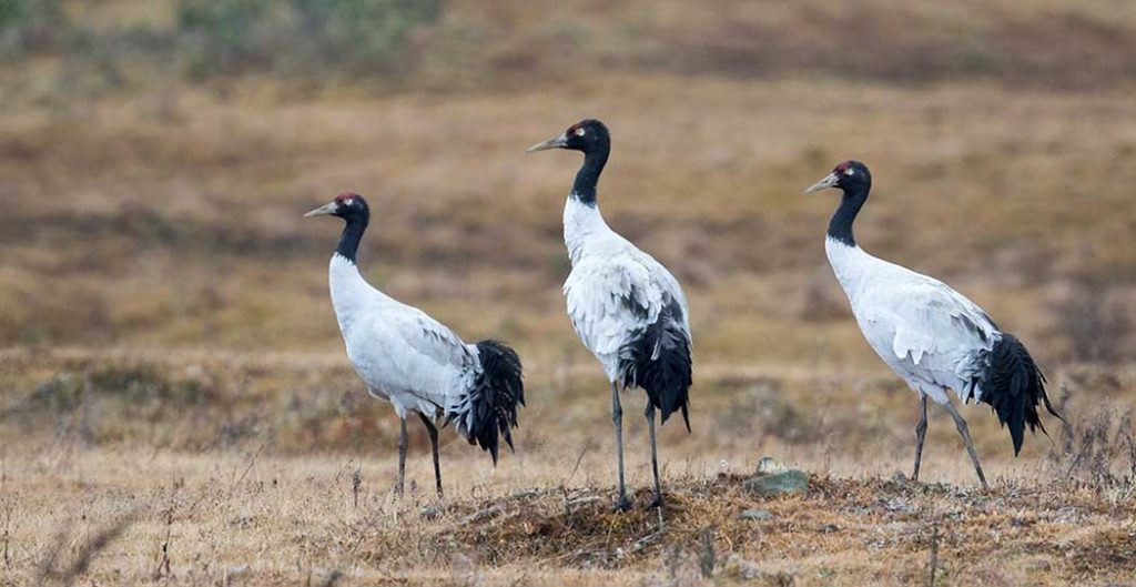 Birdwatching black-necked cranes
